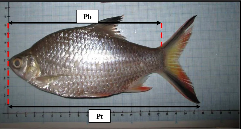 Gambar 9. Pengukuran Panjang Total dan Panjang Baku ikan  