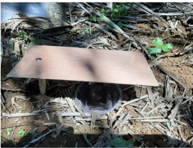 Gambar 4. Perangkap jatuh (Pit Fall Trap)  Identifikasi Serangga 