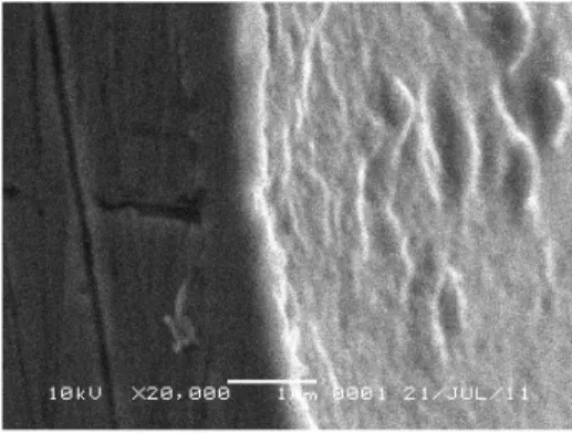 Gambar 1. Mikrograf SEM dari tampang-lintang cuplikan SS 316L setelah dinitridasi ion pada suhu 350  o C, tekanan 