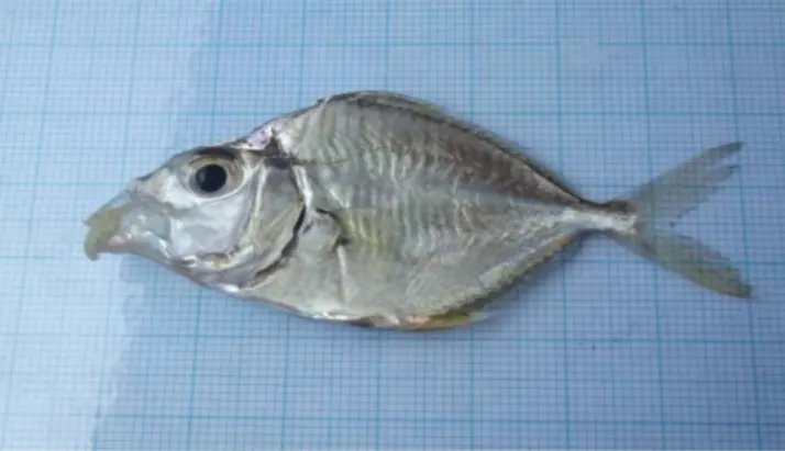 Gambar 9.Ikan Kekek 