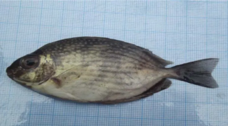 Gambar 18. Ikan Buntal