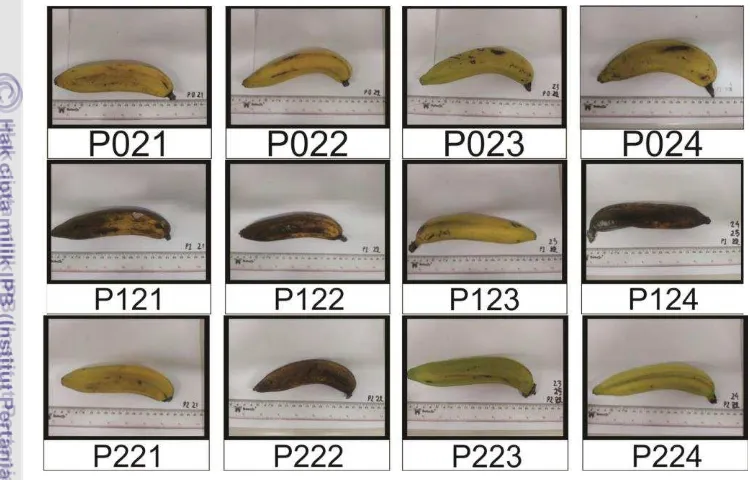Tabel 6. Jumlah responden dengan berbagai tingkat kesukaan pada buah pisang hingga 20 HSP 