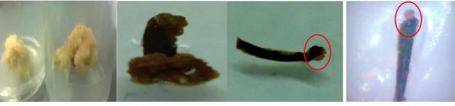 Gambar 1. Kalus  Eurycoma longifolia Jack yang terbentuk [A] Kalus yang terbentuk dari perlakuan 1 ppm NAA + 2 ppm BAP eksplan daun (Percobaan pertama), [B] Kalus yang terbentuk pada pada petiol dari  perlakuan 2,4-D 1 ppm + Kinetin 2 ppm, [C] kalus yang t