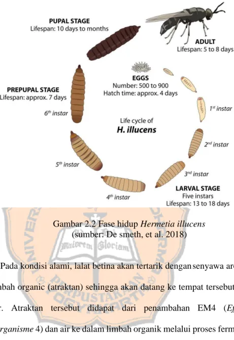 Gambar 2.2 Fase hidup Hermetia illucens  (sumber: De smeth, et al. 2018) 