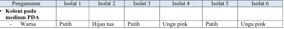 Tabel 1. Morfologi koloni, morfologi mikroskopis dan identifikasi jamur teridentifikasi  dari rizosfer tanaman kentang sehat di Pakis Magelang Pengamatan Isolat 1 Isolat 2 