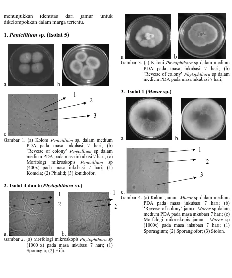 Gambar 4. (a) Koloni jamur  Mucor sp dalam medium PDA pada masa inkubasi 7 hari; (b) ‘Reverse of colony’ jamur  Mucor sp dalam medium PDA pada masa inkubasi 7 hari; (c) Morfologi mikroskopis jamur  Mucor sp (1000x) pada masa inkubasi 7 hari; (1) Sporangium