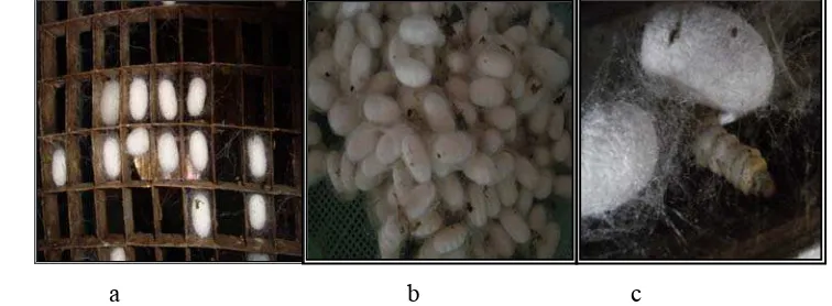 Gambar 8    Kokon dalam pengokonan (a) kokon hasil panen (b) dan kokon abnormal (c). 