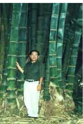 Gambar 1.  Batang bambu betung di Kebun Raya Bogor 