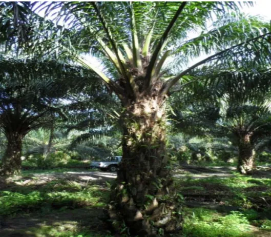 Gambar 2. Pohon kelapa sawit 