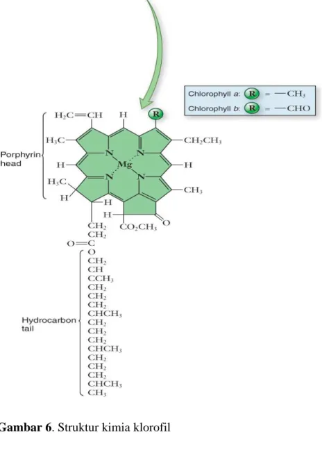 Gambar 6. Struktur kimia klorofil  Sifat- sifat klorofil meliputi: 