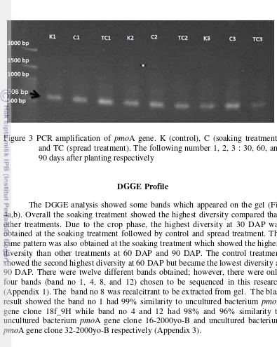 Figure 3 PCR amplification of pmoA gene. K (control), C (soaking treatment), 