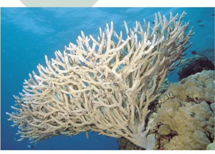 Gambar 2.2 Coral Branching 