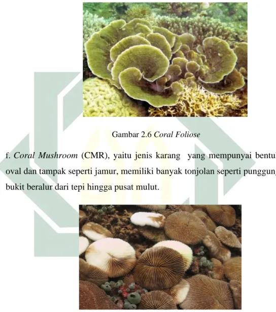 Gambar 2.5 Coral Submassive 