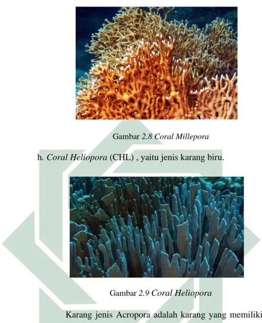 Gambar 2.8 Coral Millepora  h. Coral Heliopora (CHL) , yaitu jenis karang biru. 