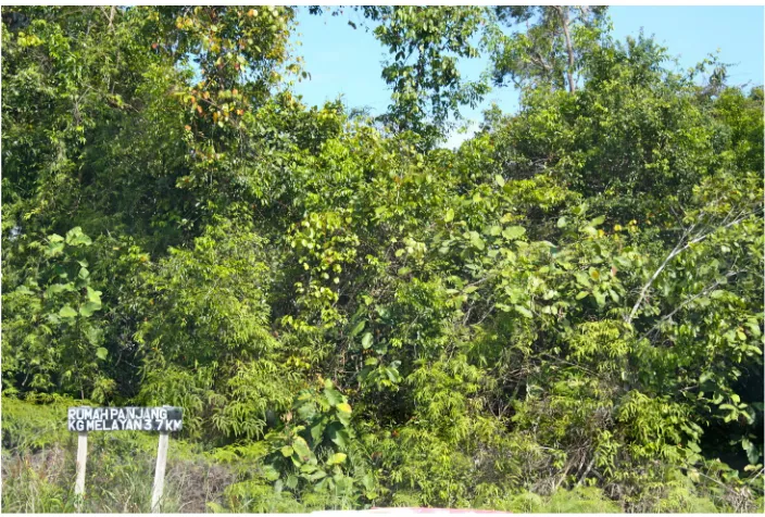 Figure 11: Kampong Jabang43
