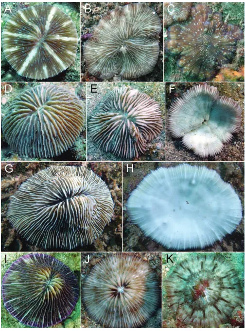 Fig. 3. A, B, Cycloseris fragilisPelong Rocks, northeast; J, sinensis, complete coral at Hornet Reef (Brunei Patches), fragmenting coral at Abana Rock, north; C, Cycloseris , fragmenting coral at Abana Rock, north; D–F, Cycloseris cyclolites at Hornet Reef (Brunei Patches), complete coral, fragmenting coral upper and lower side; G, H, Cycloseris somervillei at Chearnley Shoal, upper and lower side of a coral; I, Cycloseris costulata at Cycloseris tenuis at Hornet Reef (Brunei Patches); K, Cycloseris vaughani at Colombo Reef (Champion Shoal).