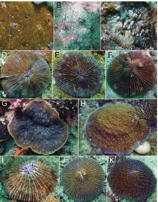 Fig. 4. A, Cycloseris explanulata at Abana Rock, north; G, at Pelong Rocks, northeast; J, at Porter Patch; B, Cycloseris wellsi at Abana Rock, north; C, Cycloseris mokai at Littledale Shoal, south; D, Lithophyllon scabra at Hornet Reef (Brunei Patches); E, Lithophyllon concinna at Abana Rock, south; F, Lithophyllon repanda Lithophyllon undulatum at Abana Rock, south; H, Halomitra pileus at Abana Rock, south; I, Danafungia horrida Danafungia scruposa at Pelong Rocks, southwest; K, Fungia fungites at Abana Rock, south.