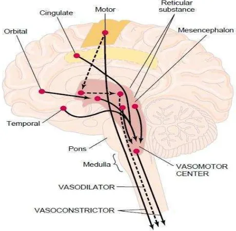 Gambar 2.3 Area di otak yang berperan penting dalam pengaturan sirkulasi oleh saraf. (Guyton & Hall, 2008 ) 