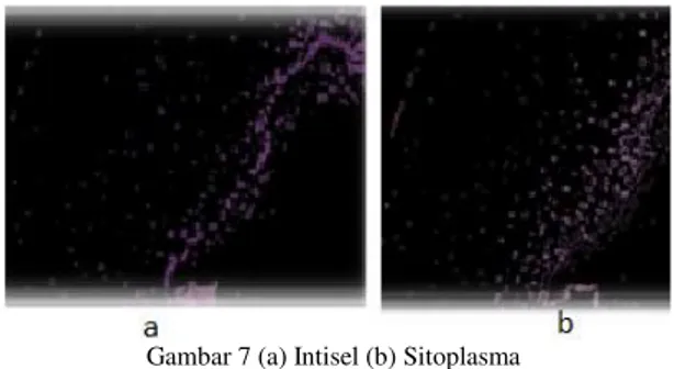 Gambar 7 (a) Intisel (b) Sitoplasma 