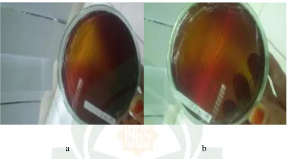 Gambar 4.1. Isolat a dan b bakteri asam laktat dari usus ikan bandeng  2. Karakteristik bakteri asam laktat 