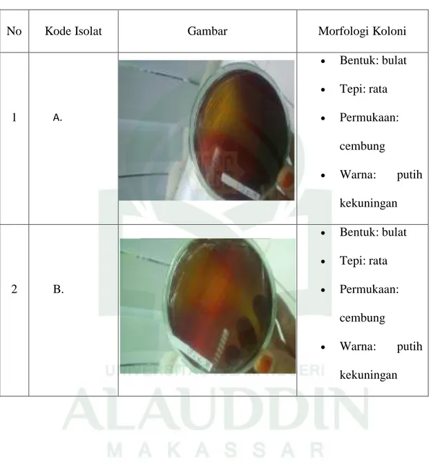 Tabel  4.1.  Karakteristik  Morfologi  Koloni  Bakeri  Asam  Laktat  dari  Usus  Ikan    Bandeng (Chanos chanos)