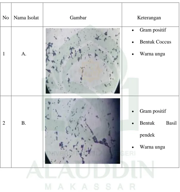 Tabel 4.2. Karakteristik Morfologi Sel Bakteri Asam Laktat dari Usus ikan Bandeng  (Chanos chanos) dengan Pewarnaan Gram