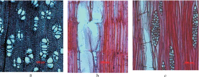 Gambar 10. Struktur mikroskopis kayu sp. pada (a) penampang melintang (b) radial dan (c) tangensial