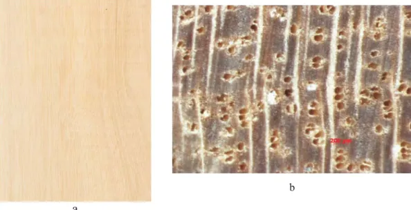Gambar 1. Penampang memanjang (a) dan melintang (b) (makroskopis) kayu sp