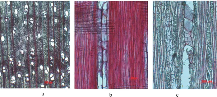 Gambar 4. Struktur mikroskopis kayu pada (a) penampang melintang (b) radial dan (c) tangensial