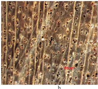 Figure 9 Longitudinal (a) and transversal (b) section of sp. in macroscopic feature, x10)