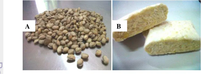 Gambar 1 Kacang komak (A) dan tempe komak (B) 