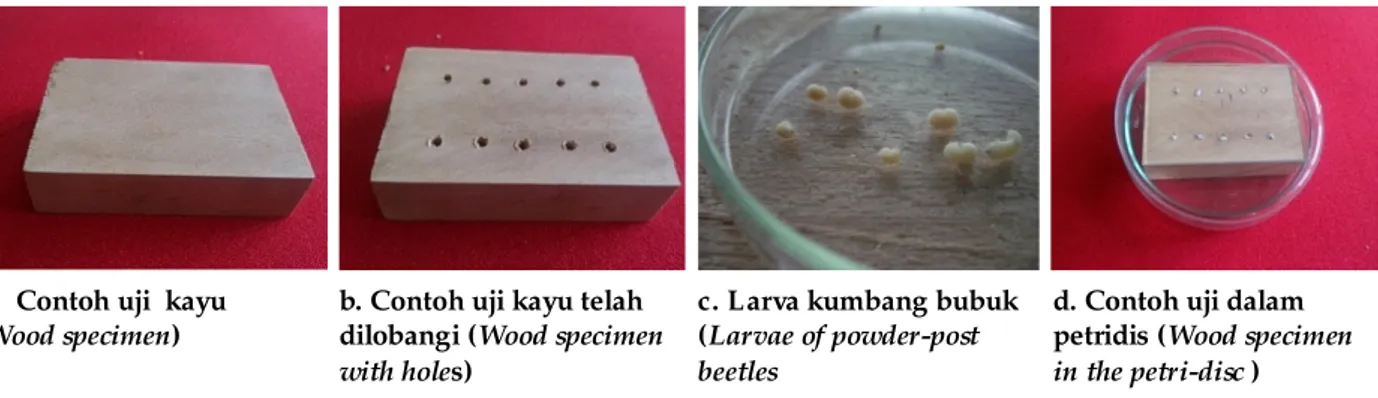 Gambar 1. Proses pengujian kayu terhadap kumbang bubuk Figure 1. The testing process of wood against  powder-post beetle Tabel 2