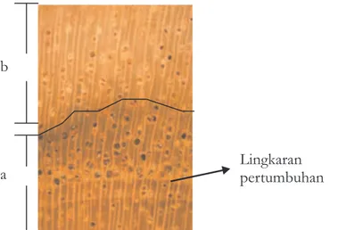 Gambar  5.    Peralihan  kayu  teras  (a)  dan  kayu  gubal  (b)