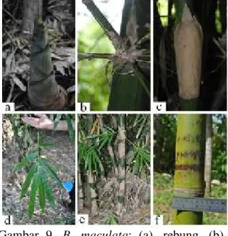 Gambar  9. B.  maculata:  (a).  rebung,  (b). percabangan,  (c). pelepah batang, (d). daun, (e)