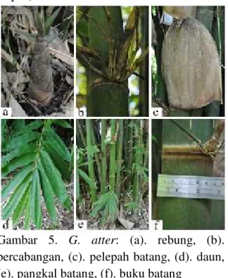 Gambar  5. G.  atter:  (a).  rebung,  (b). percabangan,  (c). pelepah batang, (d). daun, (e)