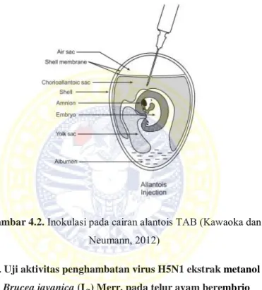 Gambar 4.2. Inokulasi pada cairan alantois TAB (Kawaoka dan  Neumann, 2012) 