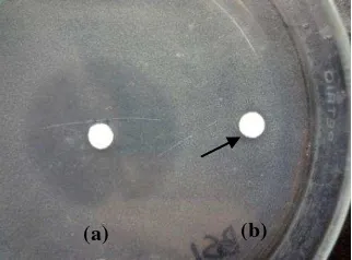 Gambar 3  Zona hambat yang terbentuk pada pengujian ekstrak kloroform BS1 terhadap S. aureus