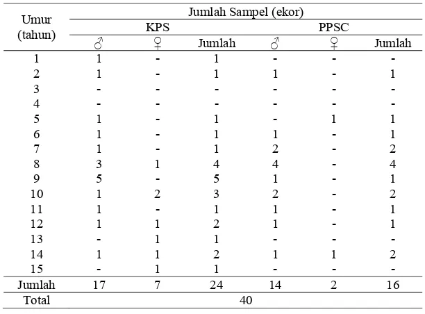 Tabel 2  Pembagian umur siamang sumatera yang diukur di lapangan 