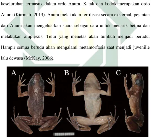Gambar 2.2 Morfologi Spesimen Anura  a. tampak dorsal b. tampak ventral c. tampak lateral 