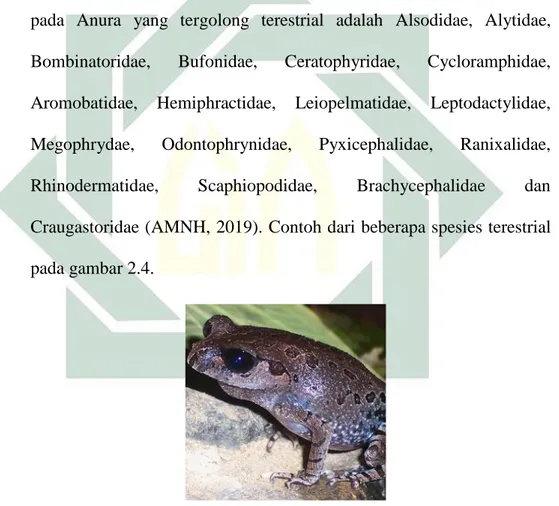 Gambar 2.4 Leptobracium hasseltii  Sumber : (Hamidy dan Mulyadi, 2007)  b.  Anura Arboreal 