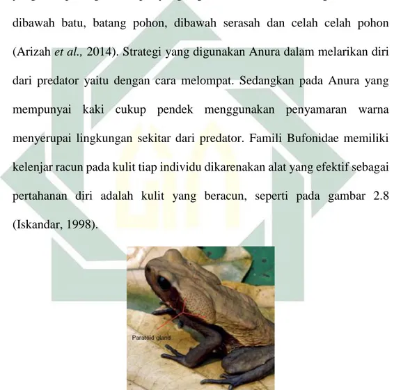 Gambar 2.8 Kelenjar Paratoid Pada Famili Bufonidae  Sumber : (Vitt and Caldwell, 2014) 