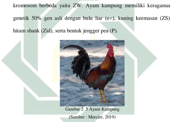 Gambar 2. 5 Ayam Kampung  (Sumber : Mercier, 2019) 