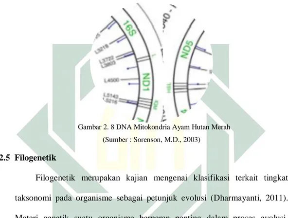 Gambar 2. 8 DNA Mitokondria Ayam Hutan Merah  (Sumber : Sorenson, M.D., 2003) 