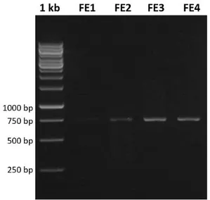 Gambar 1. Visualisasi hasil amplifikasi  fragmen gen COI dari sampel M. nigra. 