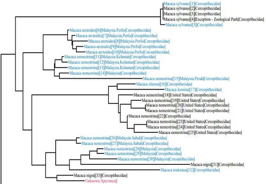 Gambar 4a. Pohon filogeni sampel M. nigra FE4 yang dikonstruksi dengan BOLD   TaxonID Tree