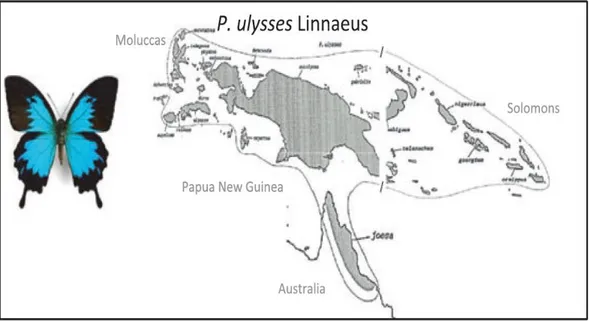 Gambar  1.  Morfologi  spesies  Papilio  ulysses  dan  peta  penyebarannya  meliputi  Kepulauan Maluku, Papua, Solomon dan Australia (Condamine, et al., 2012)