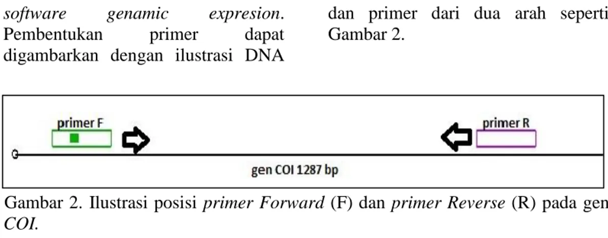 Gambar 2. Ilustrasi posisi  primer Forward (F) dan primer Reverse (R) pada gen 