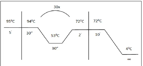 Gambar 4. Desain profil suhu amplifikasi primer COI pada gen target.  Profil suhu pada gambar 4 dapat 