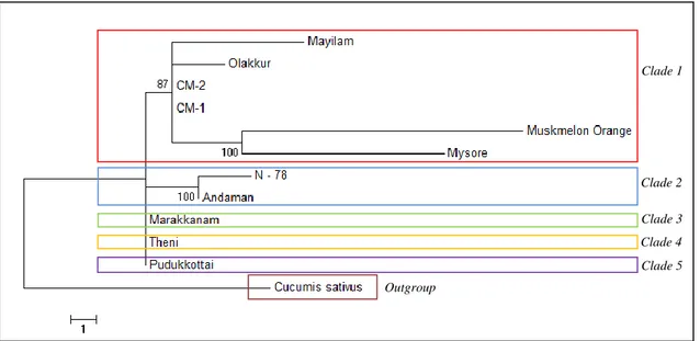 Gambar 2.  Pohon  filogenetik  Cucumis  melo  L.  berdasarkan  DNA  barcode  gen  matK  menggunakan  metode Maximum Parsimony (MP) dengan pengulangan bootstrap 1000 kali 