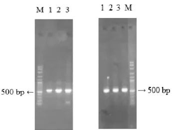 Gambar 4  Visualisasi produk PCR gel agarose 1,2% (M: marker, 1: Pur001, 2: Pur002, dan 3: Pur003), Pur  (Purworejo); (1: Ban001, 2: Ban002, 3: Ban003, dan M: marker), Ban: Bantul 
